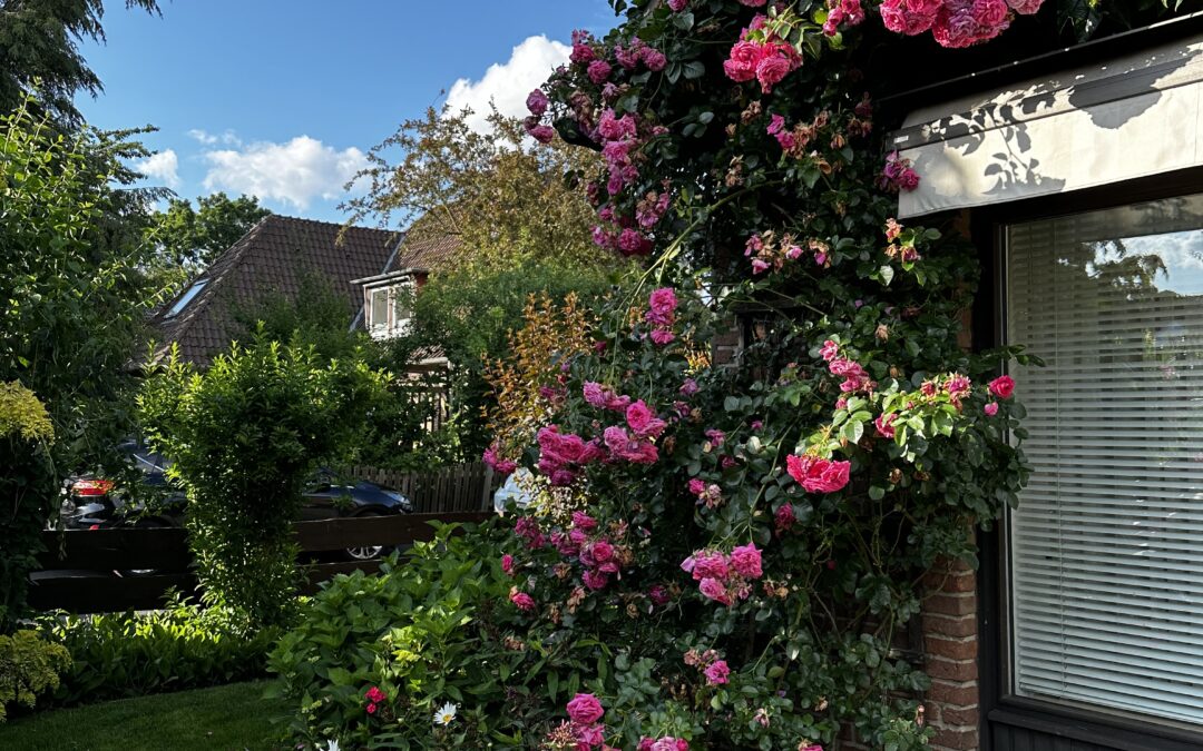 Garten Nummer 3 – Eine Rosenpracht